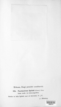 Pucciniastrum epilobii image